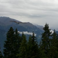 fliegender Falcke in den Alpen